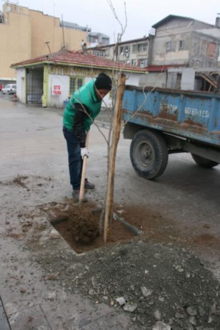 Ağaçlandırma Çalışmaları Başladı